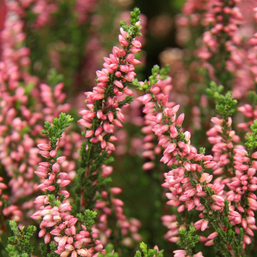 Bruyère d'été - Calluna Garden Girls Gina (Floraison)