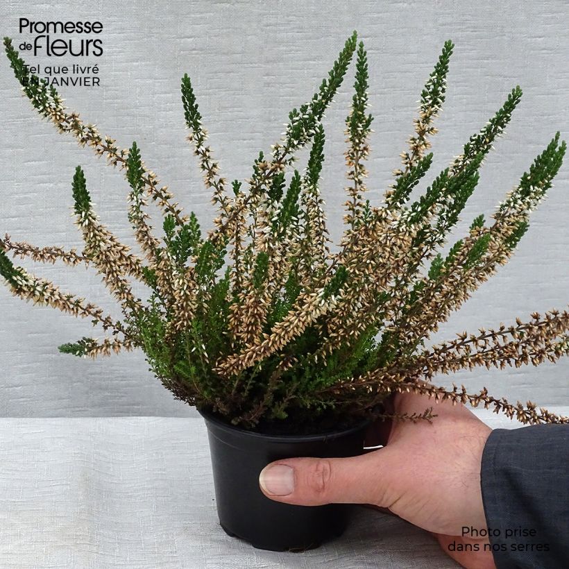 Spécimen de Bruyère d'été - Calluna vulgaris Alba Godet de 8/9 cm tel que livré en hiver