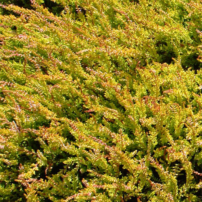Bruyère d'été - Calluna vulgaris Boskoop (Feuillage)