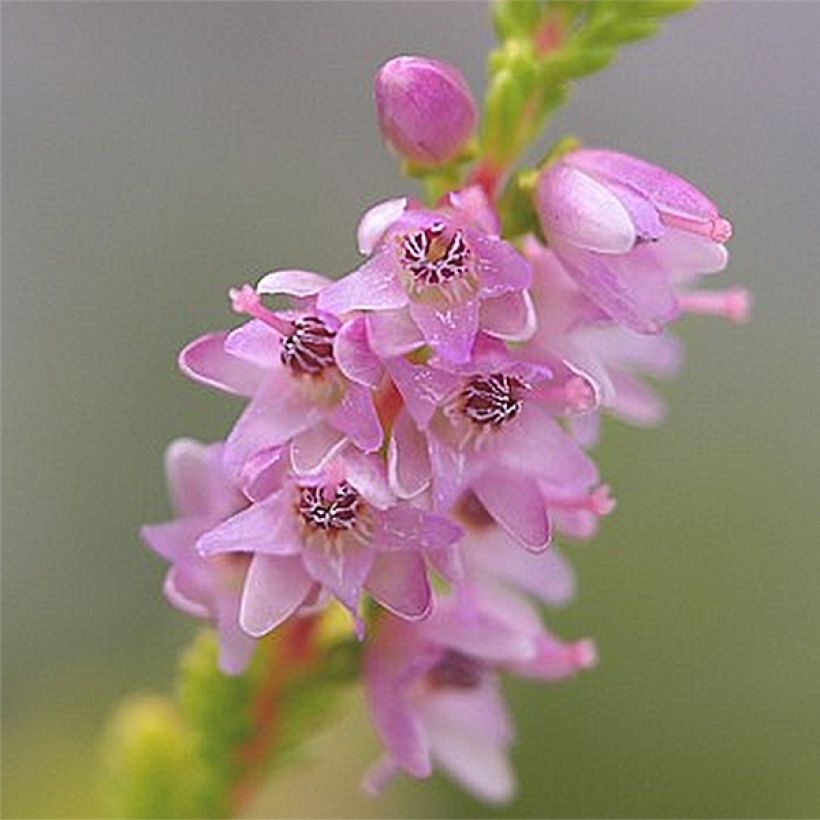 Bruyère d'été - Calluna vulgaris Boskoop (Floraison)