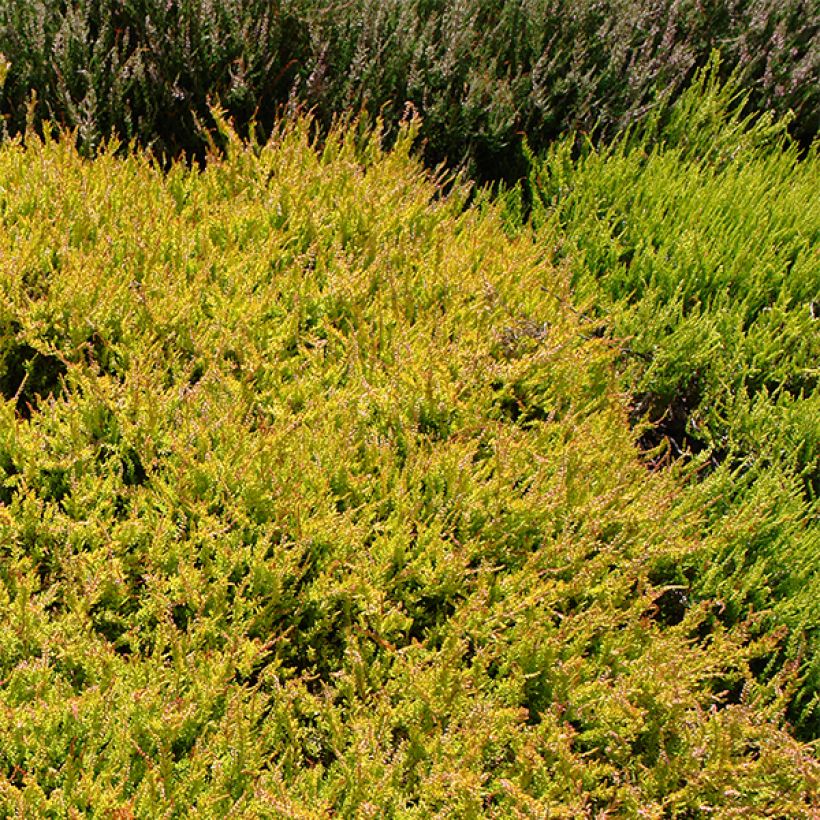 Bruyère d'été - Calluna vulgaris Boskoop (Port)