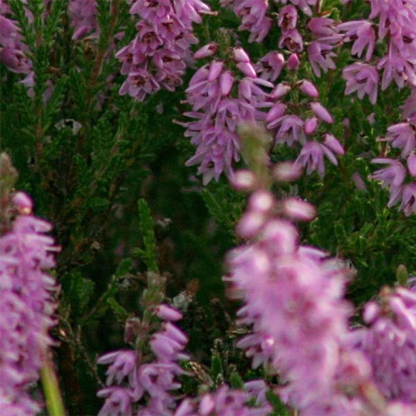 Bruyère d'été - Calluna vulgaris H.E Beale (Feuillage)