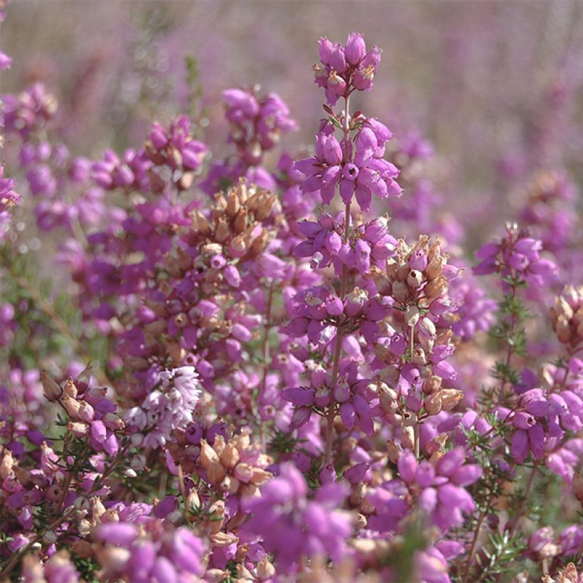 Bruyère d'été - Calluna vulgaris H.E Beale (Floraison)