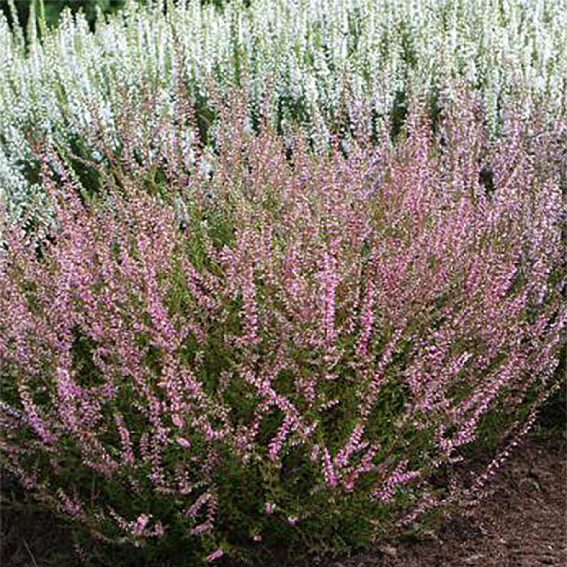 Bruyère d'été - Calluna vulgaris Marlies (Floraison)