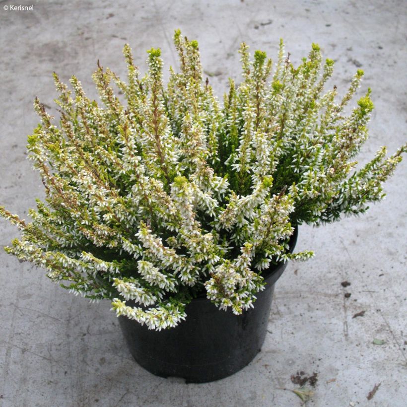 Bruyère d'été - Calluna vulgaris Sandy  (Port)