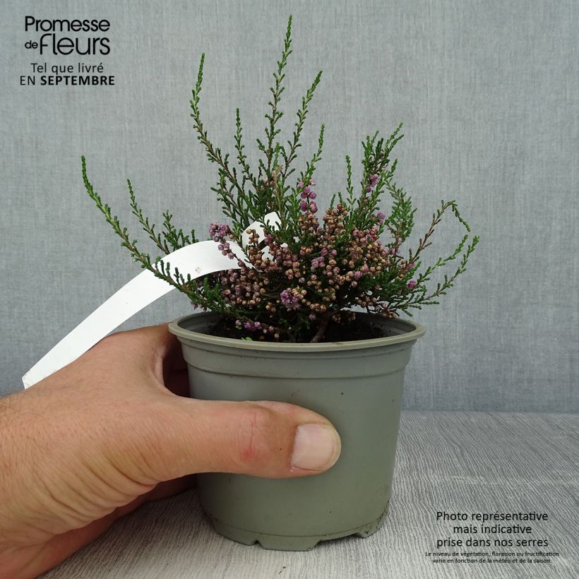 Spécimen de Bruyère d'été - Calluna vulgaris Tib Pot de 12 cm / 13 cm tel que livré en automne