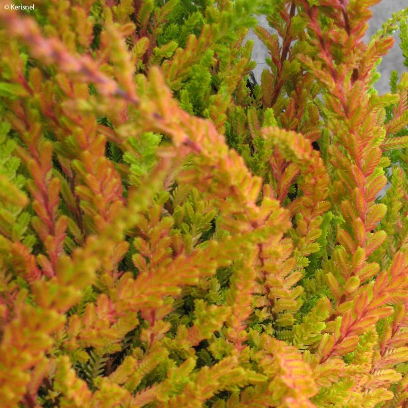 Bruyère d'été - Calluna vulgaris Wickwar Flame (Feuillage)