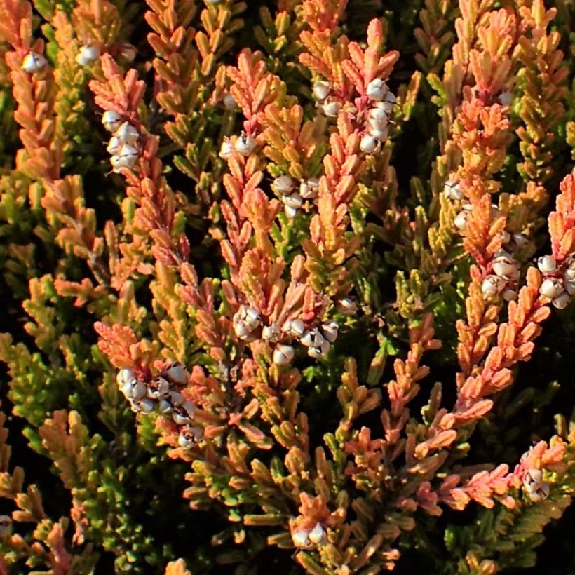 Bruyère d'été - Calluna vulgaris Winter Chocolate (Feuillage)