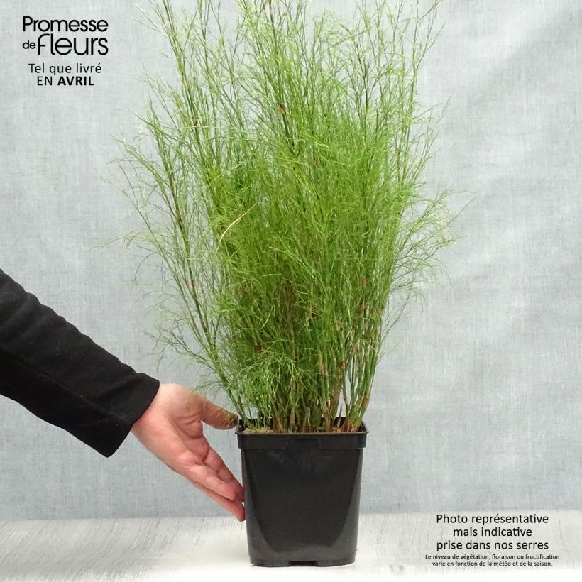 Spécimen de Calopsis paniculata - Restio Pot de 3L tel que livré au printemps