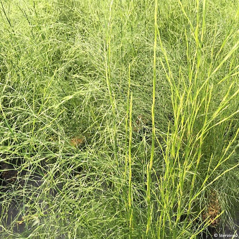 Calopsis paniculata - Restio (Feuillage)