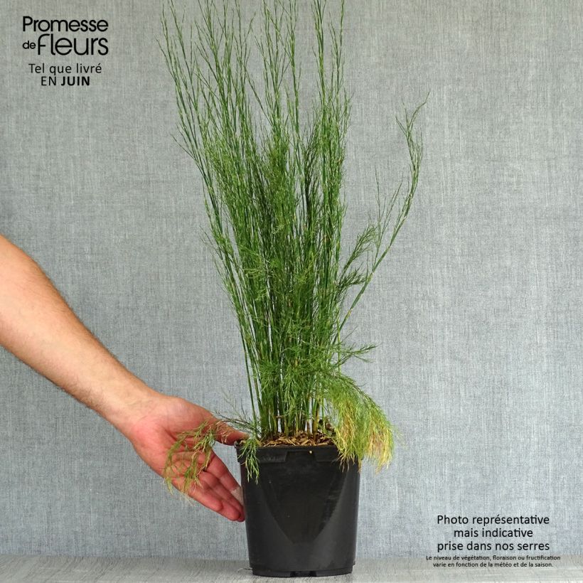 Spécimen de Calopsis paniculata - Restio Pot de 2L/3L tel que livré en été