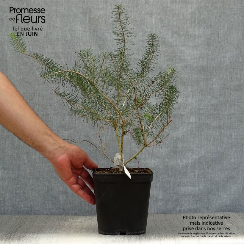 Spécimen de Calothamnus quadrifidus Grey Form (= Grey Leaf)  Pot de 4L/5L tel que livré en été