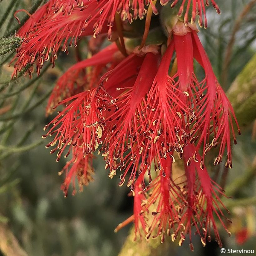 Calothamnus quadrifidus (Floraison)