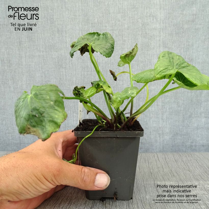 Spécimen de Caltha palustris Plena - Populage double  Godet de 8/9 cm tel que livré en été