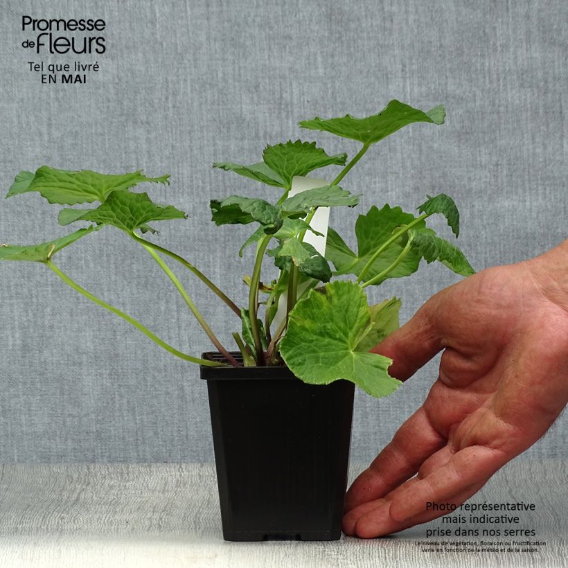 Spécimen de Caltha palustris Plena - Populage double  Godet de 9cm tel que livré au printemps