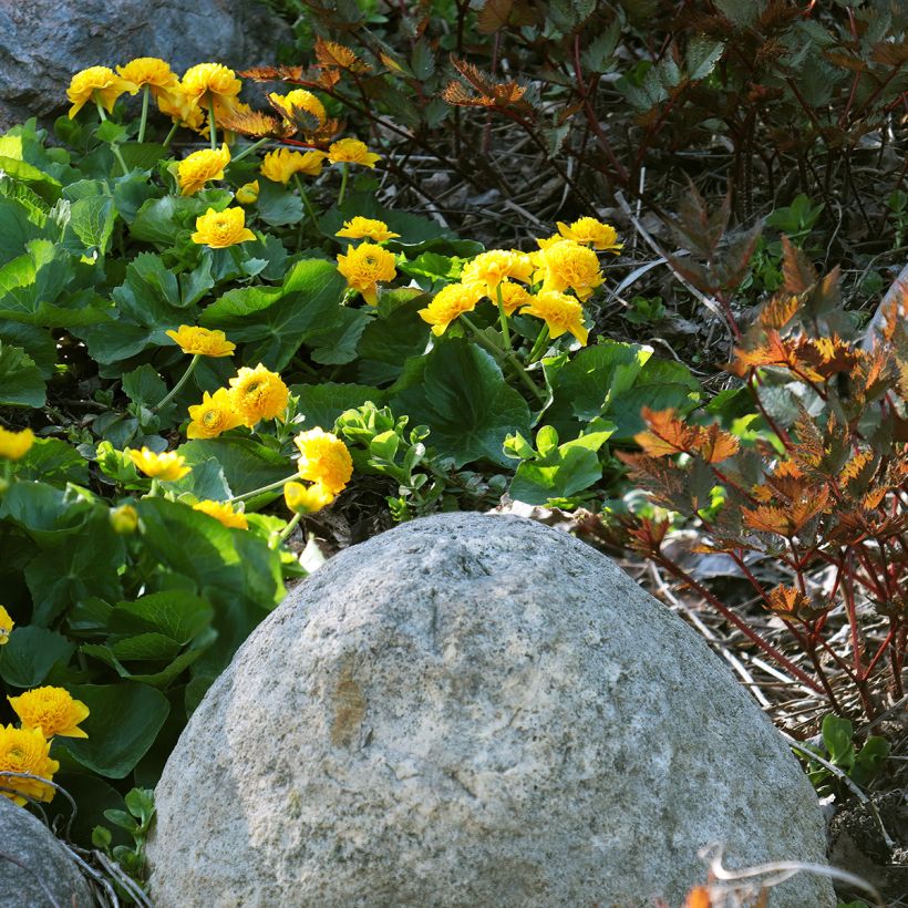 Caltha palustris Plena - Populage double  (Port)