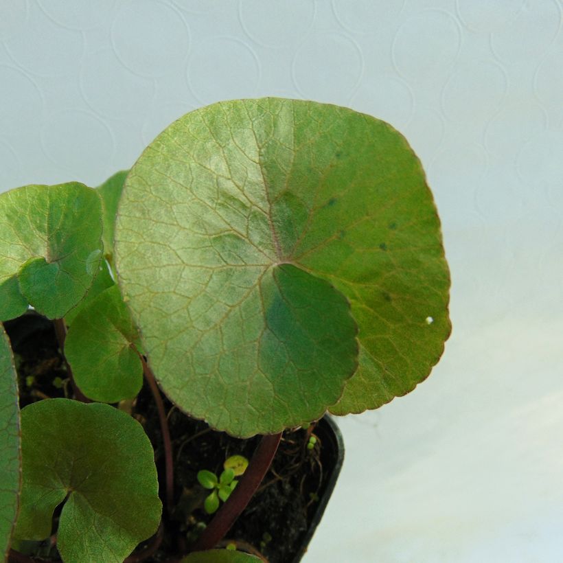 Caltha palustris Polypetala - Populage - Souci des marais (Feuillage)