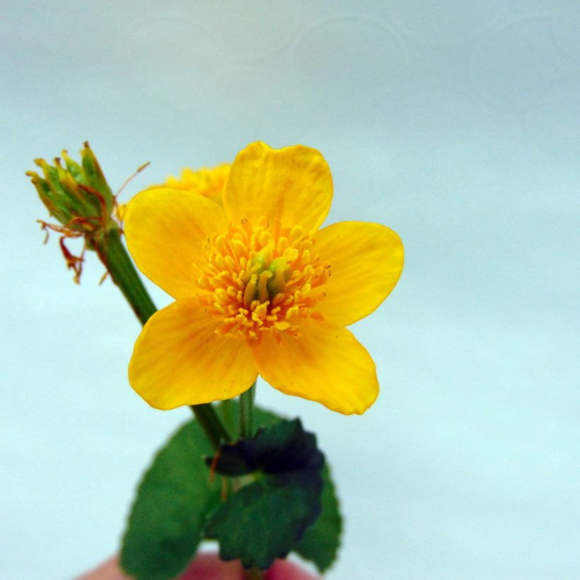 Caltha palustris Polypetala - Populage - Souci des marais (Floraison)