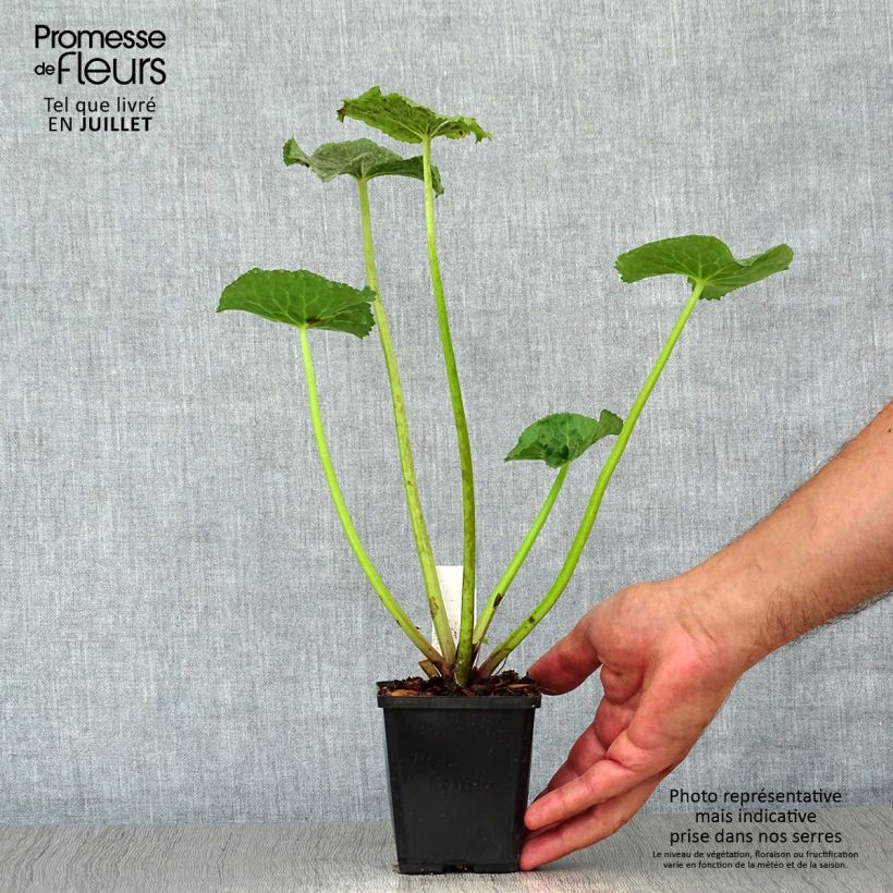 Spécimen de Caltha palustris Polypetala - Populage - Souci des marais Godet de 8/9 cm tel que livré en été
