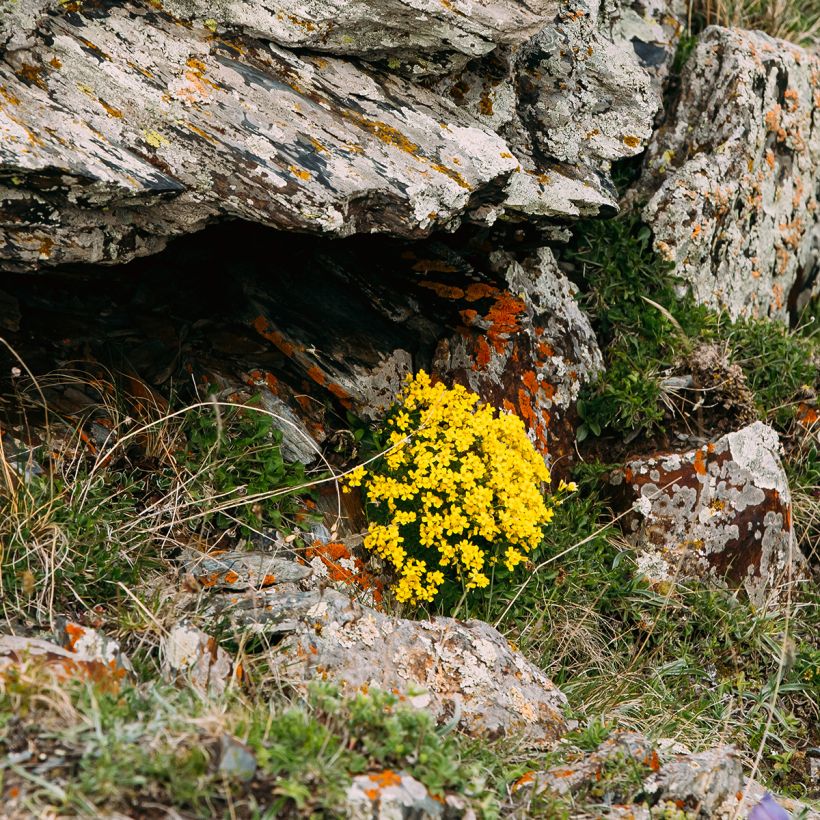 Caltha palustris Polypetala - Populage - Souci des marais (Port)