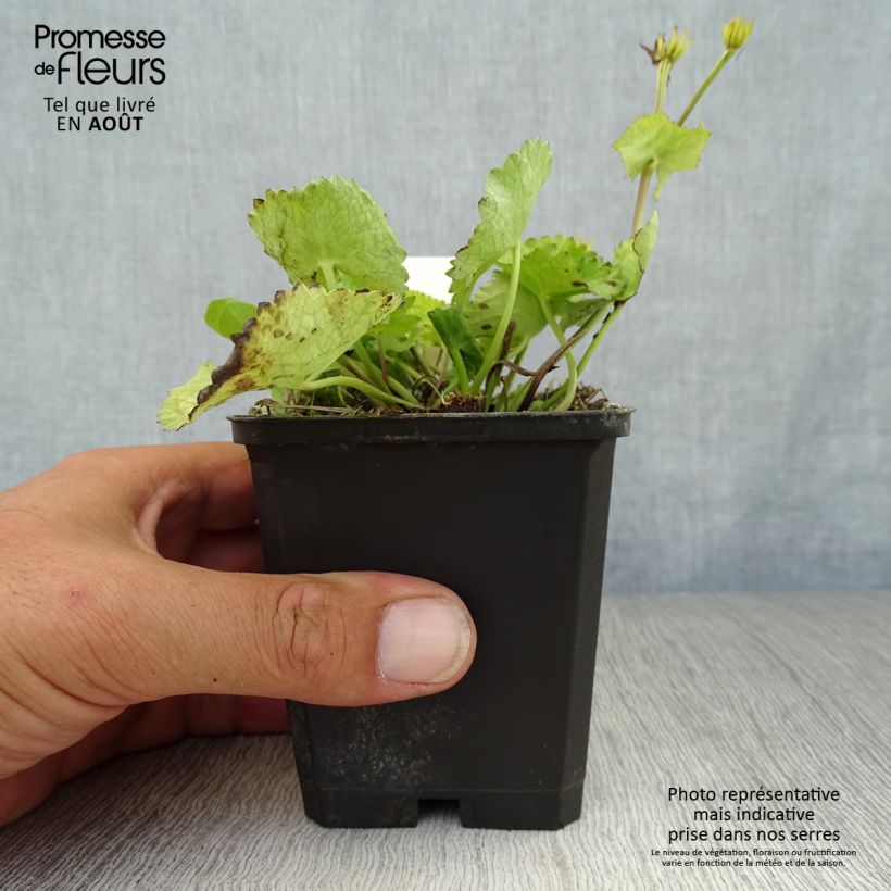 Spécimen de Caltha palustris var.alba - Populage blanc - Souci des marais blanc Godet de 8/9 cm tel que livré en été