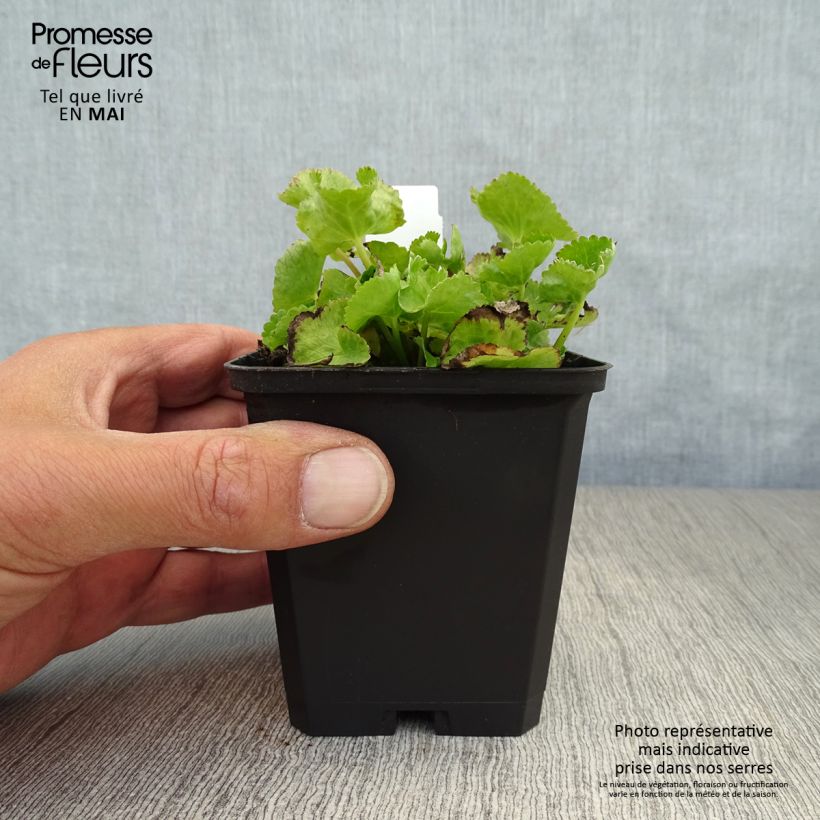 Spécimen de Caltha palustris var.alba - Populage blanc - Souci des marais blanc Godet de 9cm tel que livré au printemps
