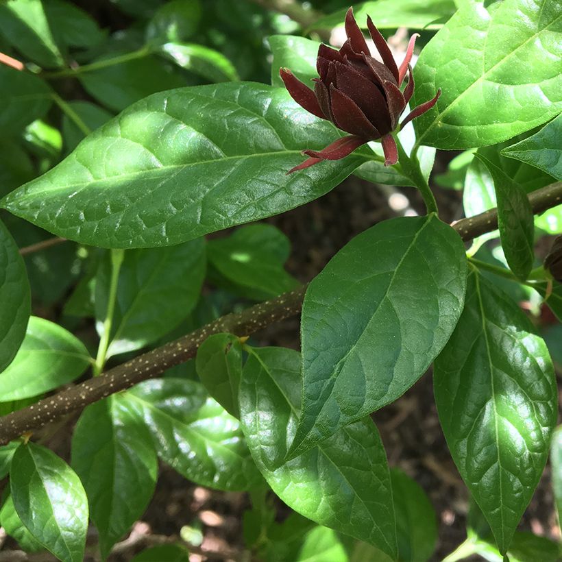 Calycanthus Michael Lindsay - Arbre aux anémones (Feuillage)