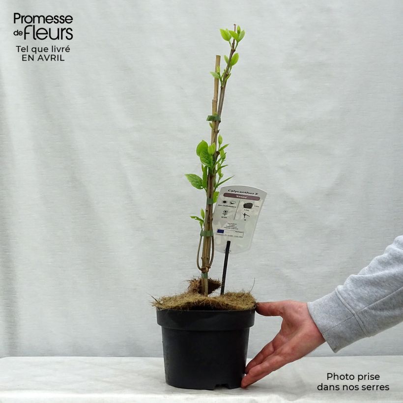 Spécimen de Calycanthus Venus - Arbre aux anémones pot 3,5L  tel que livré au printemps