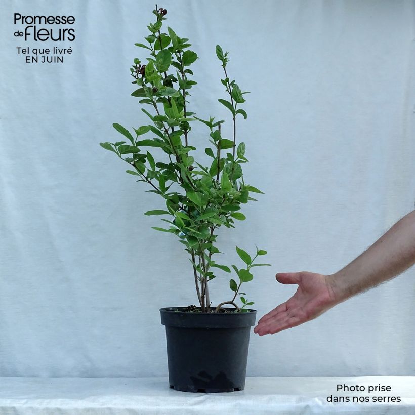Spécimen de Calycanthus floridus - Arbre aux anémones tel que livré en ete