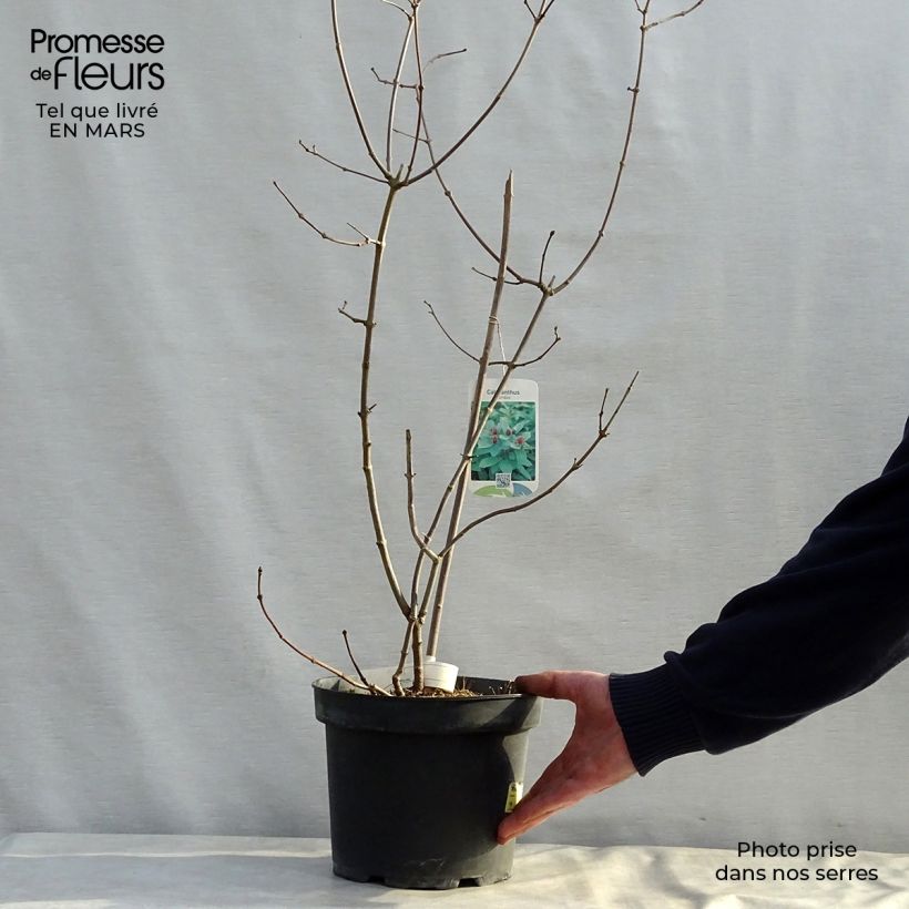 Spécimen de Calycanthus floridus - Arbre aux anémones Pot de 4L/5LHauteur livrée env. 40/60cm tel que livré au printemps