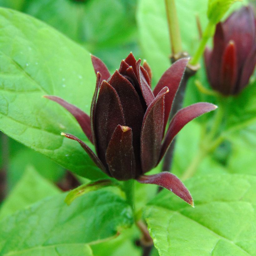 Calycanthus floridus - Arbre aux anémones (Floraison)