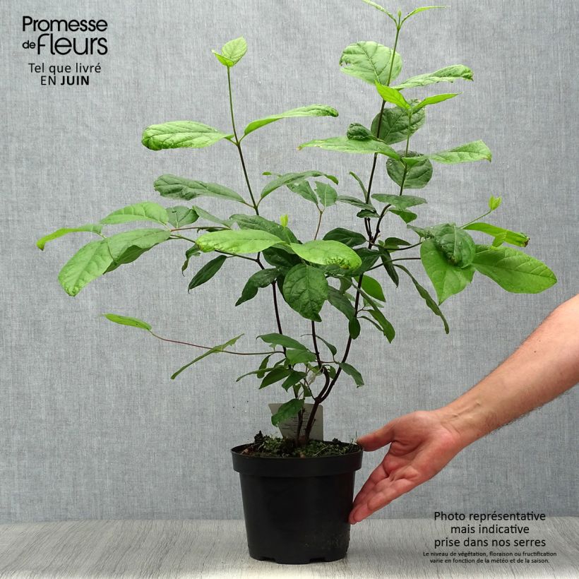 Spécimen de Calycanthus floridus - Arbre aux anémones Pot de 2L/3L tel que livré en été