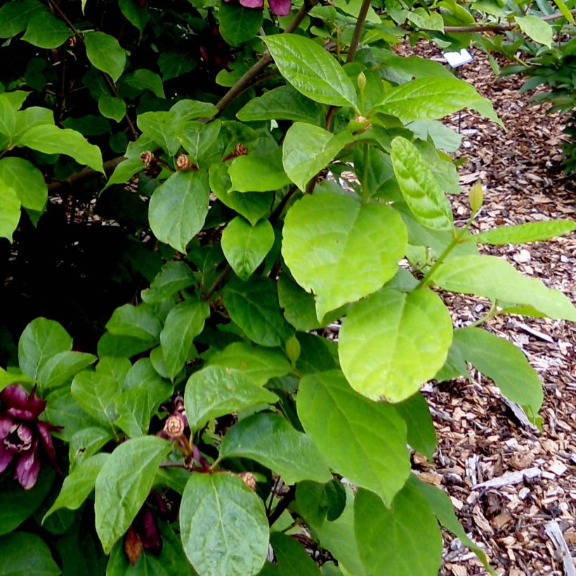 Calycanthus raulstonii Aphrodite - Arbre aux anémones. (Feuillage)