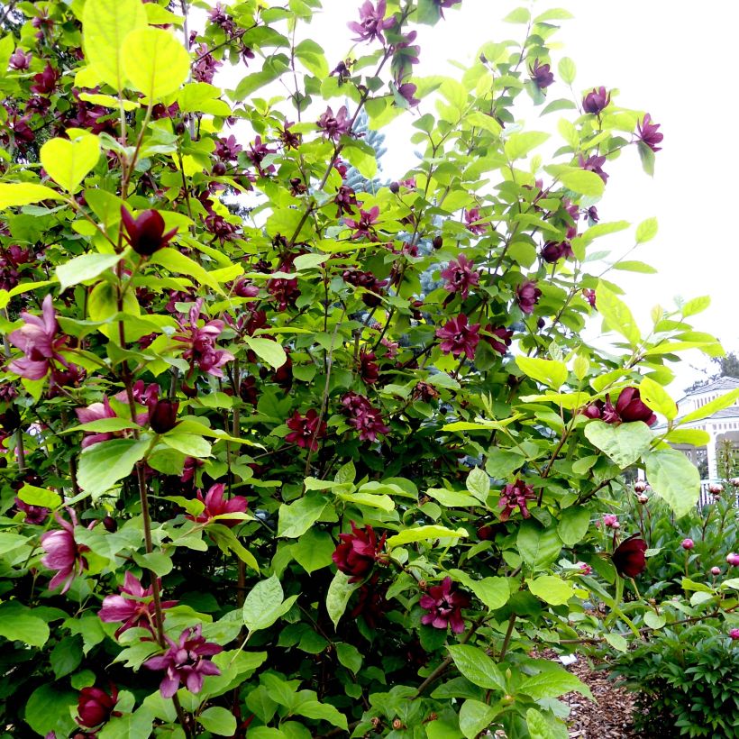 Calycanthus raulstonii Aphrodite - Arbre aux anémones. (Port)