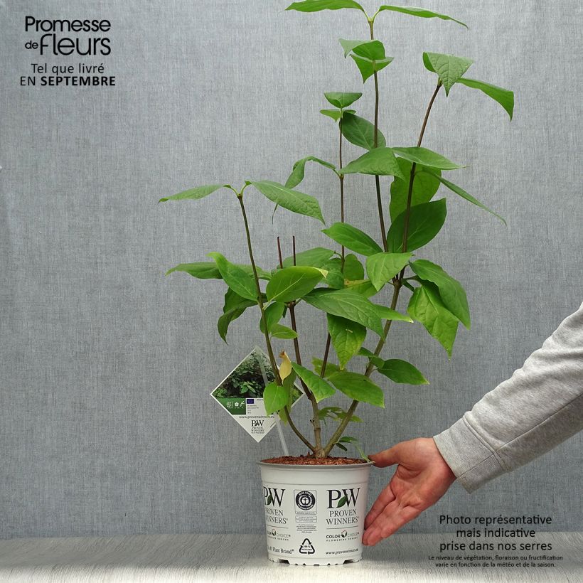 Spécimen de Calycanthus raulstonii Aphrodite - Arbre aux anémones. tel que livré en automne