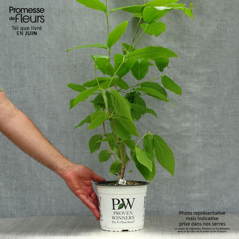 Spécimen de Calycanthus raulstonii Aphrodite - Arbre aux anémones. Pot de 2L/3L tel que livré en été