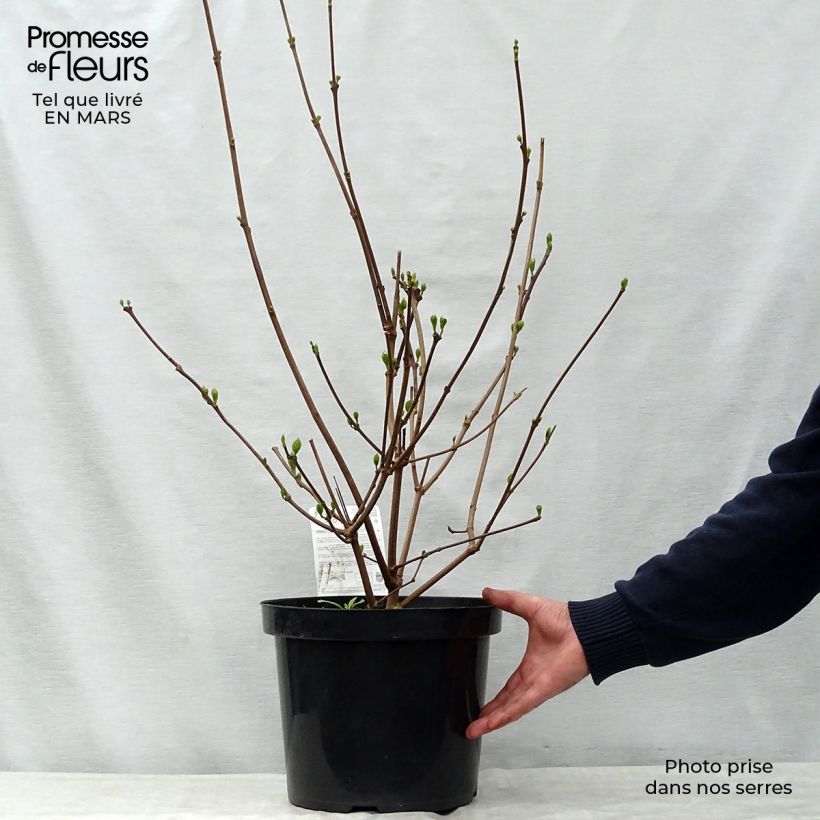 Spécimen de Calycanthus raulstonii Hartlage Wine - Arbre aux anémones C10L tel que livré au printemps