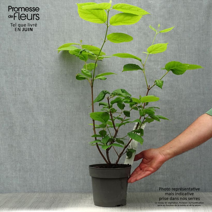 Spécimen de Calycanthus raulstonii Hartlage Wine - Arbre aux anémones Pot de 3L/4L tel que livré en été