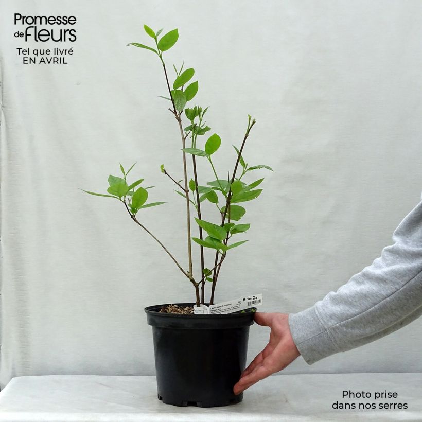 Spécimen de Calycanthus raulstonii Hartlage Wine - Arbre aux anémones C3,5L tel que livré au printemps