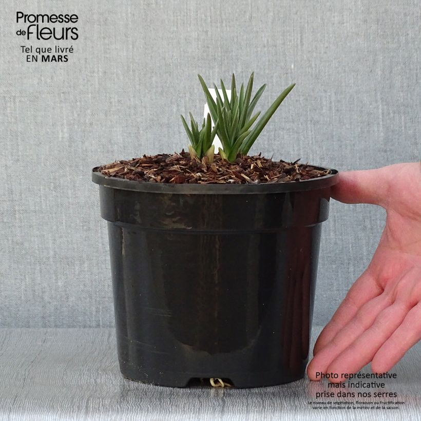 Spécimen de Camassia cusickii Pot de 2L/3L tel que livré en hiver