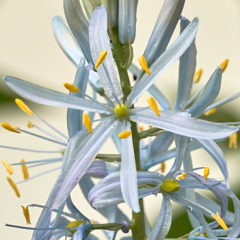 Camassia cusickii (Floraison)