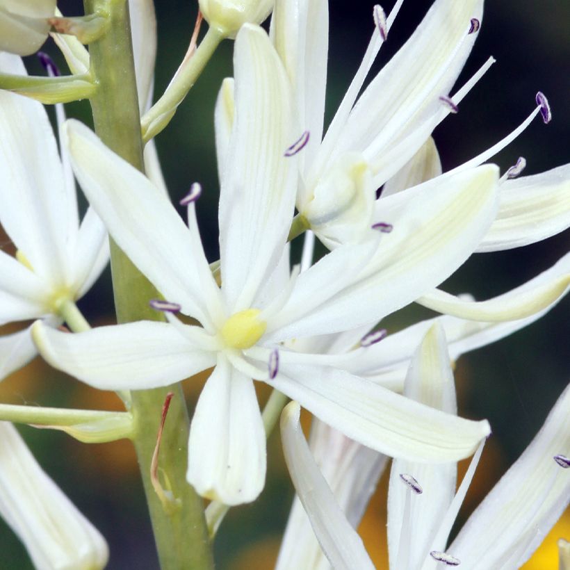 Camassia leichtlinii Blanc (Floraison)