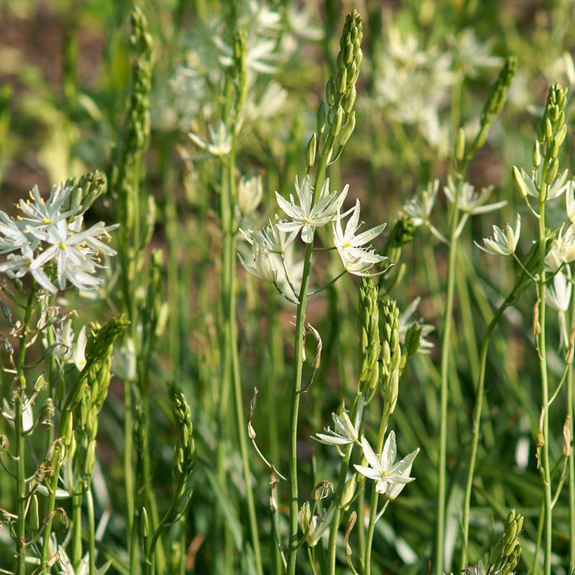 Camassia leichtlinii Blanc (Port)