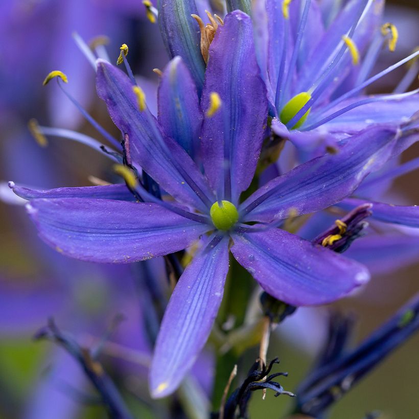 Camassia leichtlinii Caerulea (Floraison)