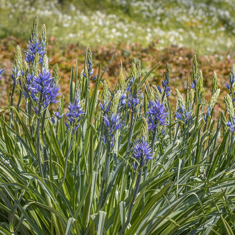 Camassia leichtlinii Caerulea (Port)