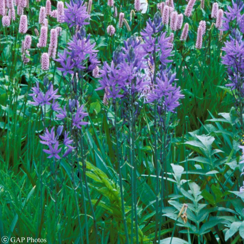 Camassia quamash (Port)