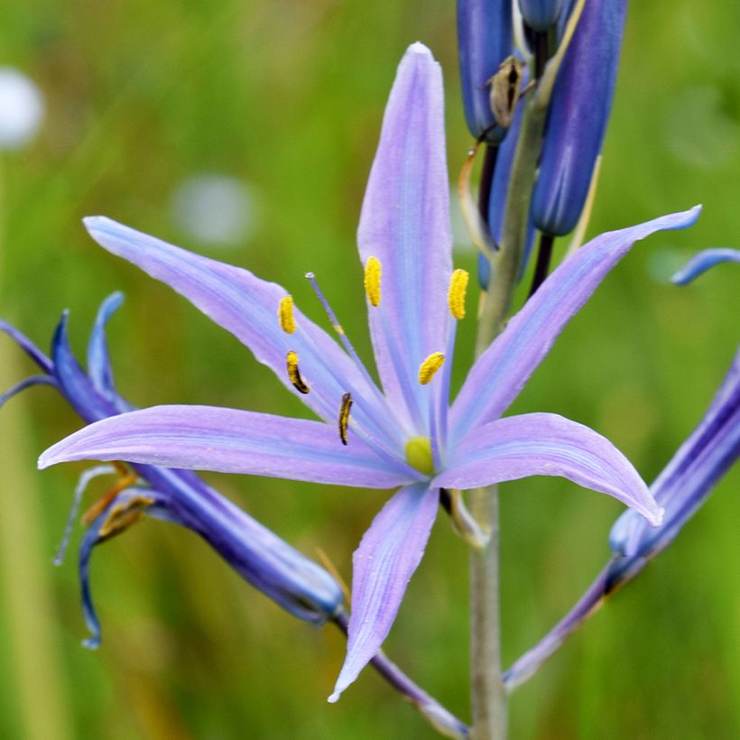 Camassia quamash Blue Melody (Floraison)