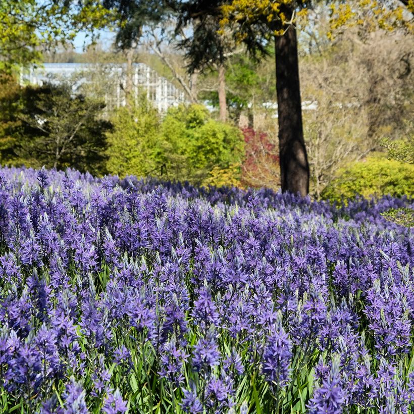 Camassia quamash Blue Melody (Port)