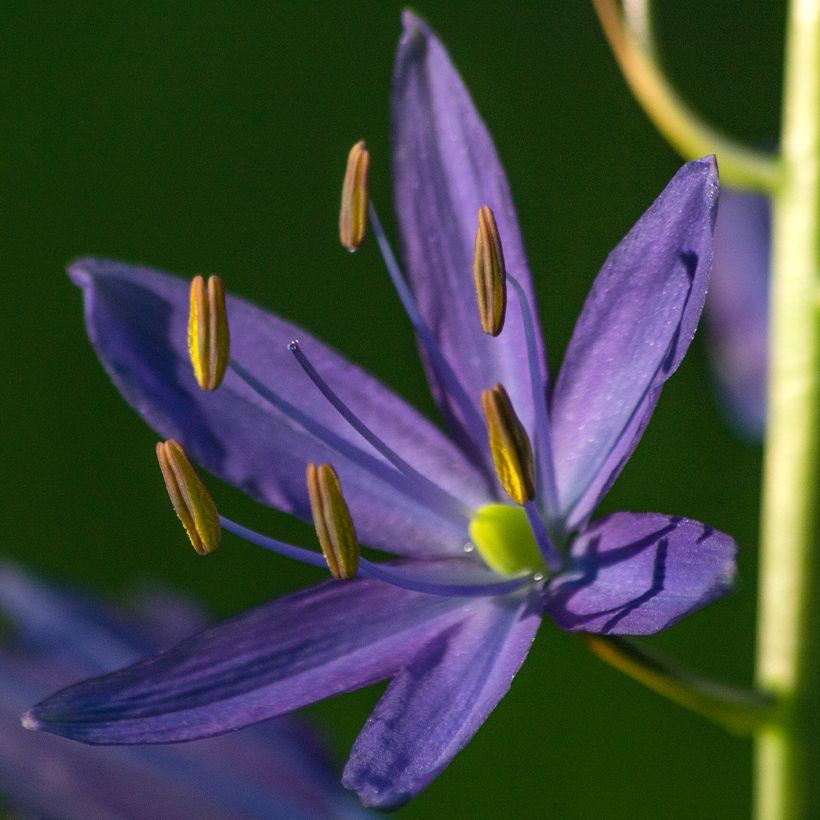Camassia quamash (Floraison)