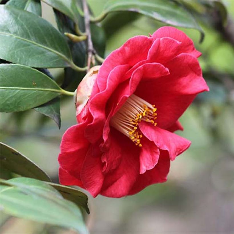 Camélia Adolphe Audusson - Camellia japonica (Floraison)